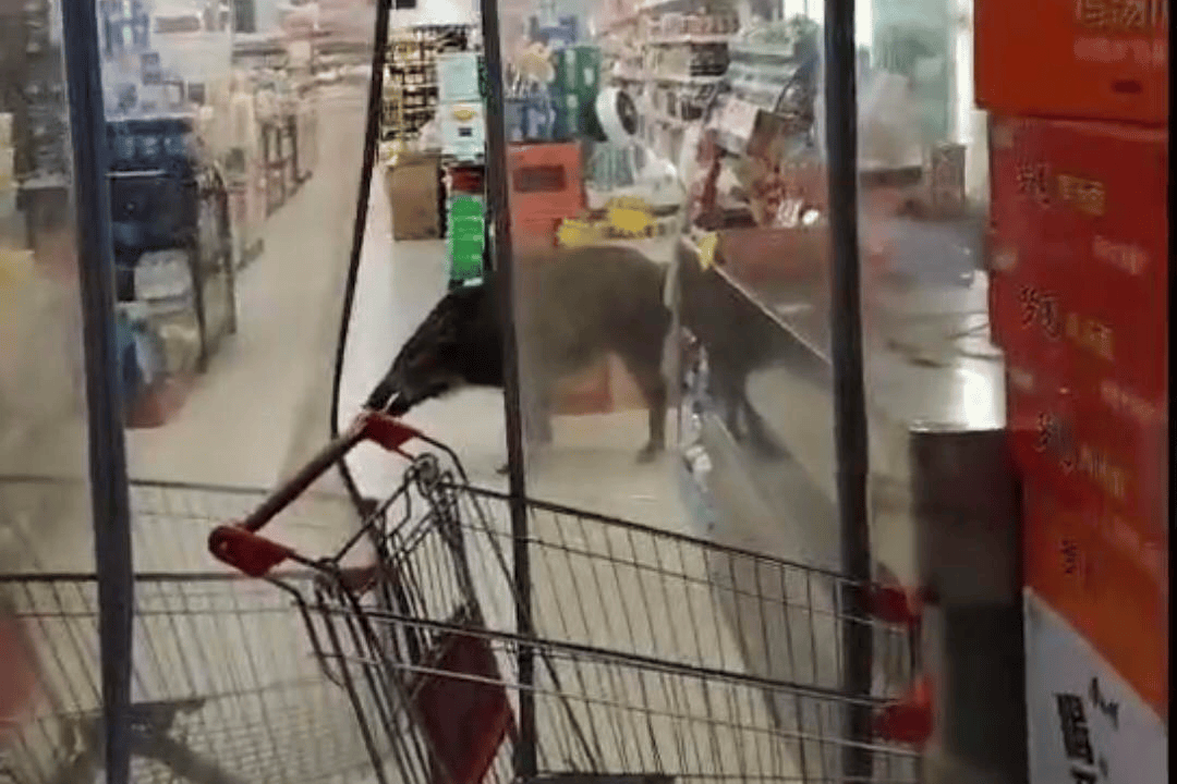 陕西一野猪冲进超市，当地警方：已击毙做无害化处理                