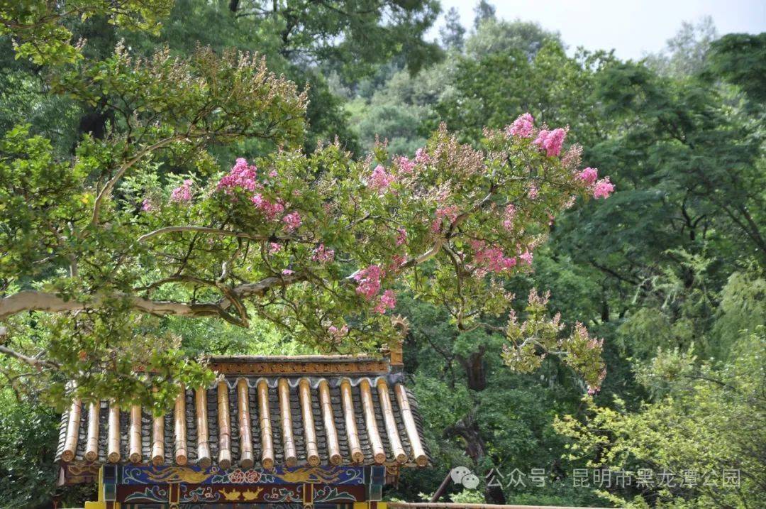 互动百科:一肖一码100%中奖一-昆明市黑龙潭公园紫薇花开，等你来赏！                