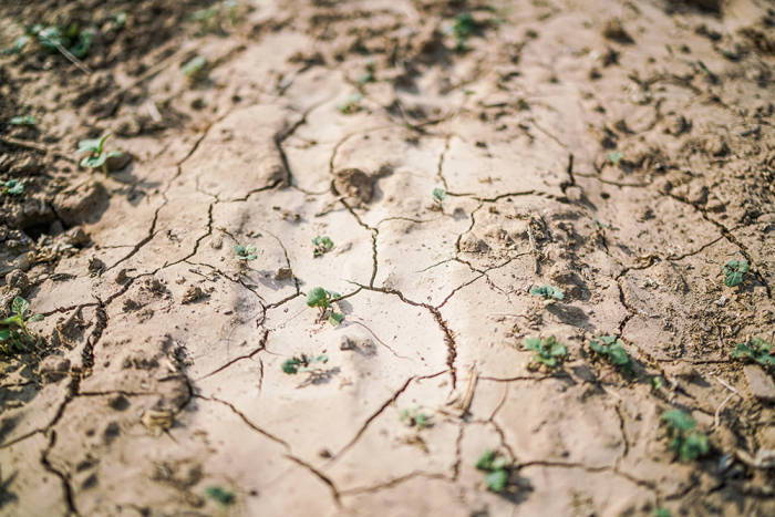 【图集】直击河南干旱，村民：“活了50年，没见过这样的干旱”                