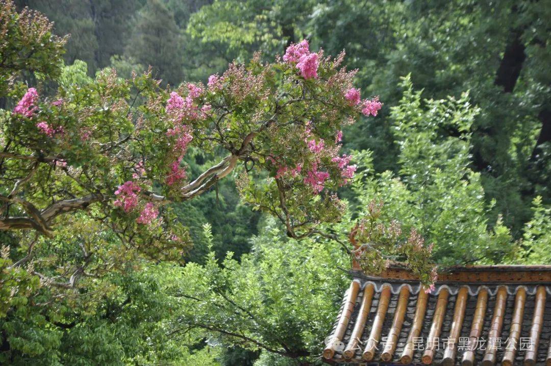 互动百科:一肖一码100%中奖一-昆明市黑龙潭公园紫薇花开，等你来赏！                
