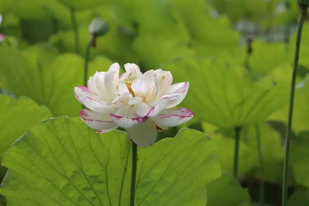 美在当“夏”！太白湖景区荷花盛开美如画                