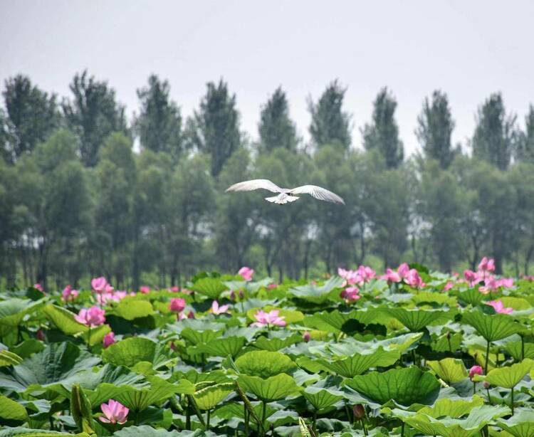 辽河七星湖景区：3000亩荷花如约绽放                