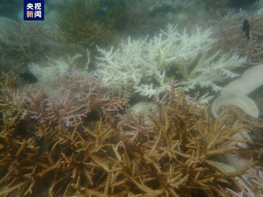 因珊瑚白化严重，泰国皮皮岛部分区域暂停浮潜活动                