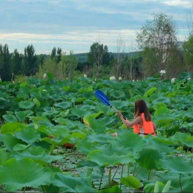 ✨【澳门最快开奖结果】✨-【淅川旅游】赏荷攻略 | 这个夏天，“荷”你一起度过                