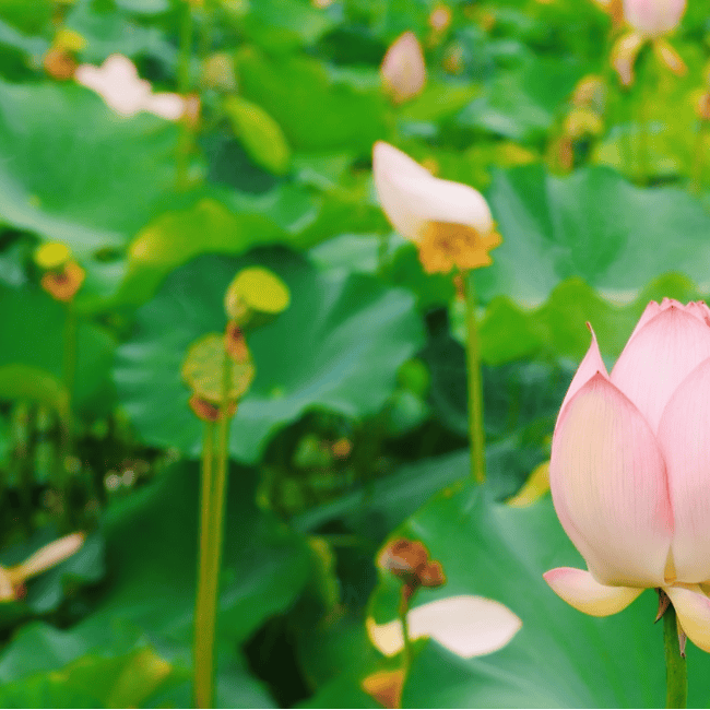 ✨【澳门最快开奖结果】✨-【淅川旅游】赏荷攻略 | 这个夏天，“荷”你一起度过                