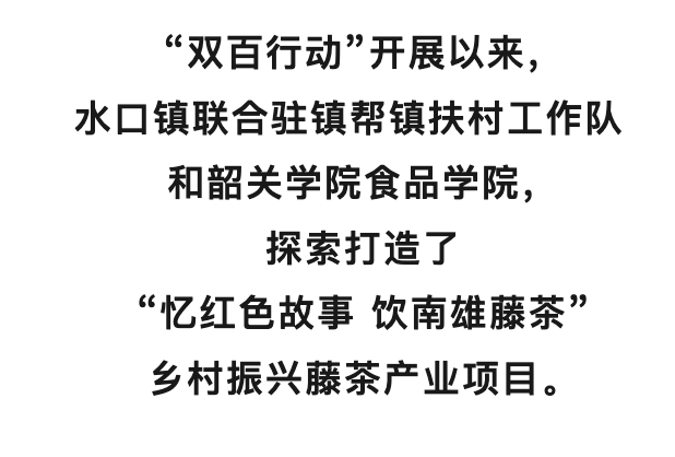 南雄人自己的“凉茶”上市！当年红军靠这碗茶解暑消炎                