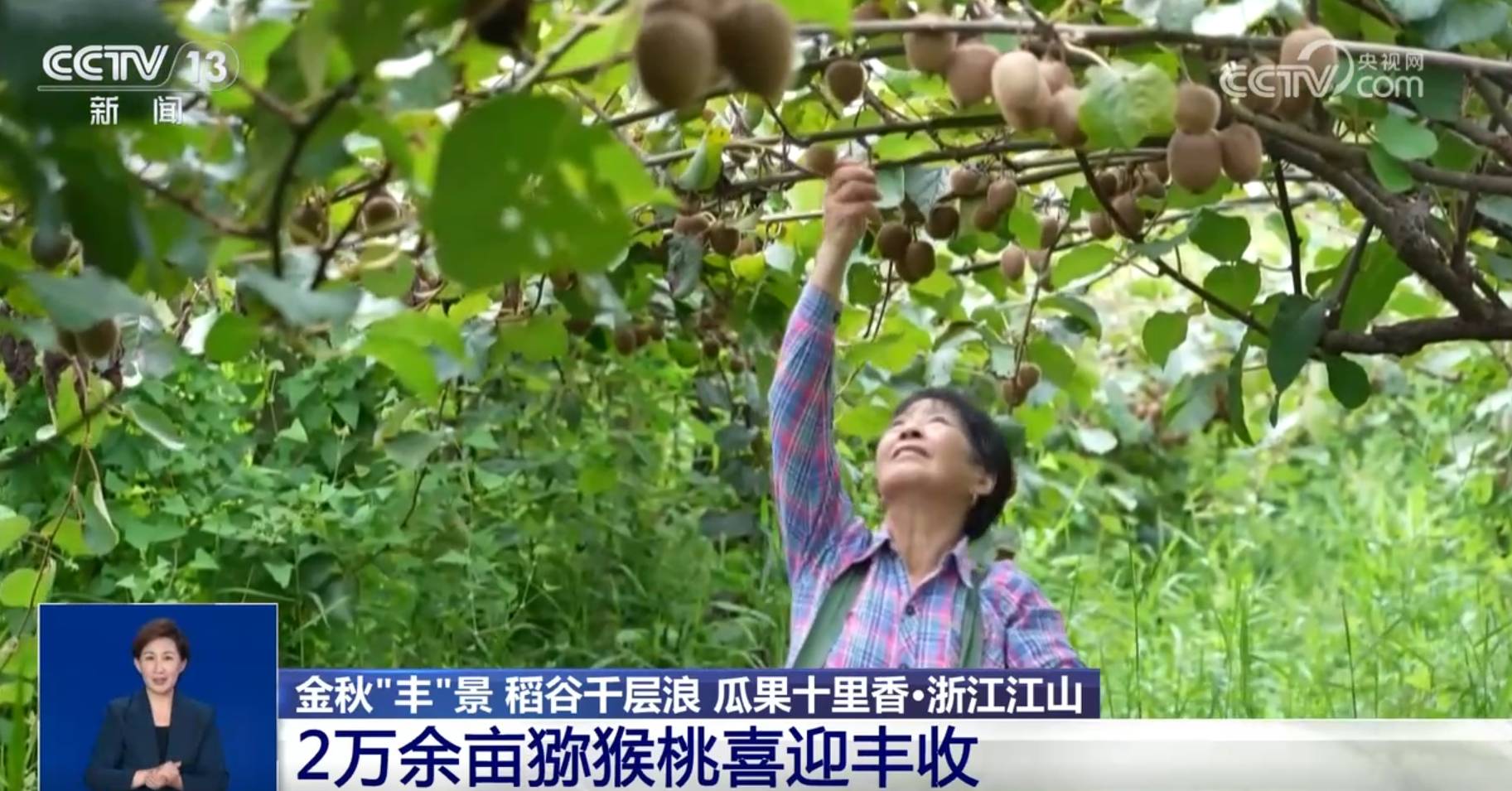 稻谷千层浪、瓜果十里香、鱼虾肥美鲜味足 金秋时节“丰”景正好                