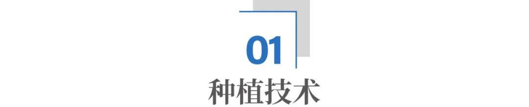 袁隆平墓前有碗非洲大米：中国杂交水稻，正在非洲“横扫饥饿”