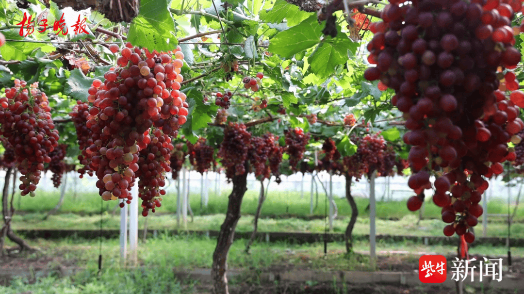 紫牛拍咖 | 葡萄采摘正当时                