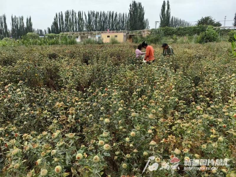 天山观察丨12条措施解锁阔恰乡村振兴密码                