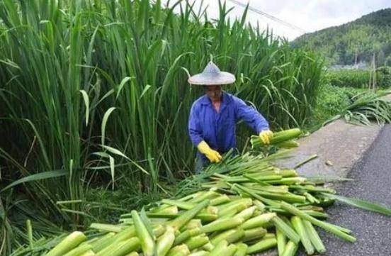 入秋后，常吃“秋天第一鲜”，比韭菜还鲜嫩，营养滋补，除秋燥