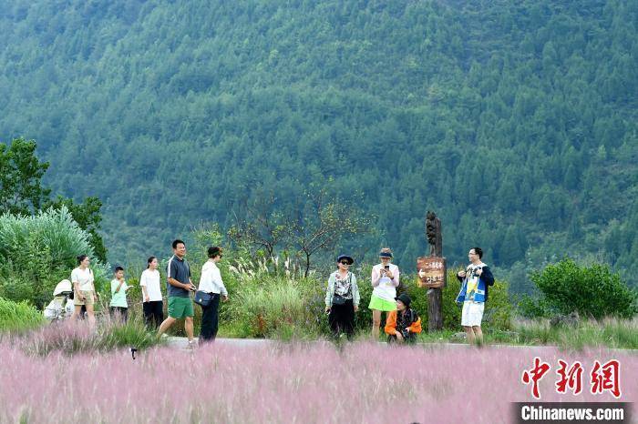 重庆酉阳：粉黛花海引客来                