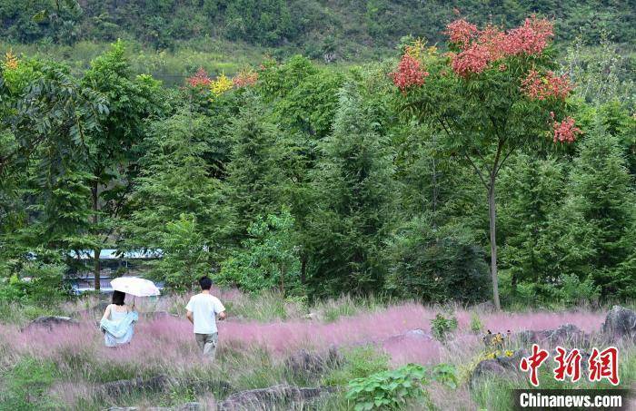 重庆酉阳：粉黛花海引客来                