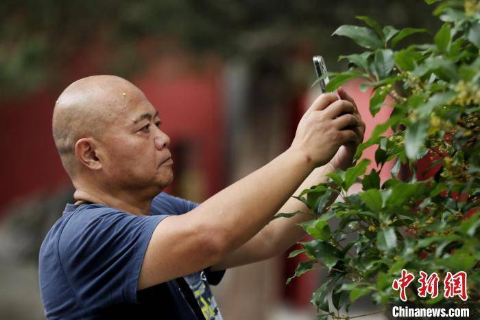 北京：颐和园桂花引得游人醉                