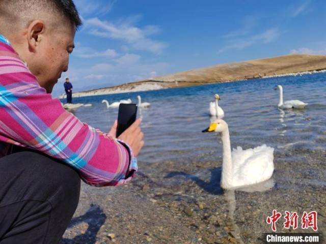 新疆赛里木湖天鹅舞 秋日风光醉游人                