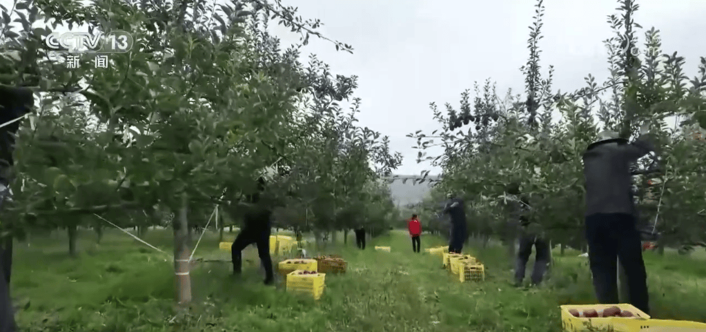 各地特色农产品产销两旺 映出金秋好“丰”光                