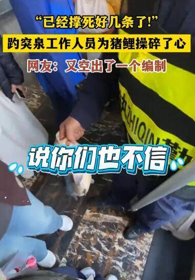 国庆假期趵突泉胖锦鲤撑死好几条，保安吹哨劝阻喂鱼：不要屠杀生灵                