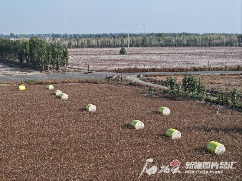 锚定现代化 改革再深化｜种棉记——万亩棉田这样管                