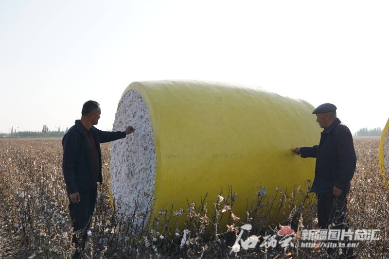 锚定现代化 改革再深化｜种棉记——万亩棉田这样管                