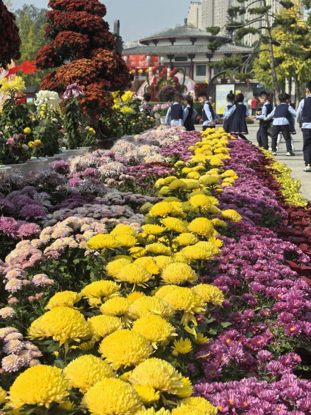 洛阳：一朵菊花上开出7种颜色，快来王城公园金秋菊展一饱眼福                