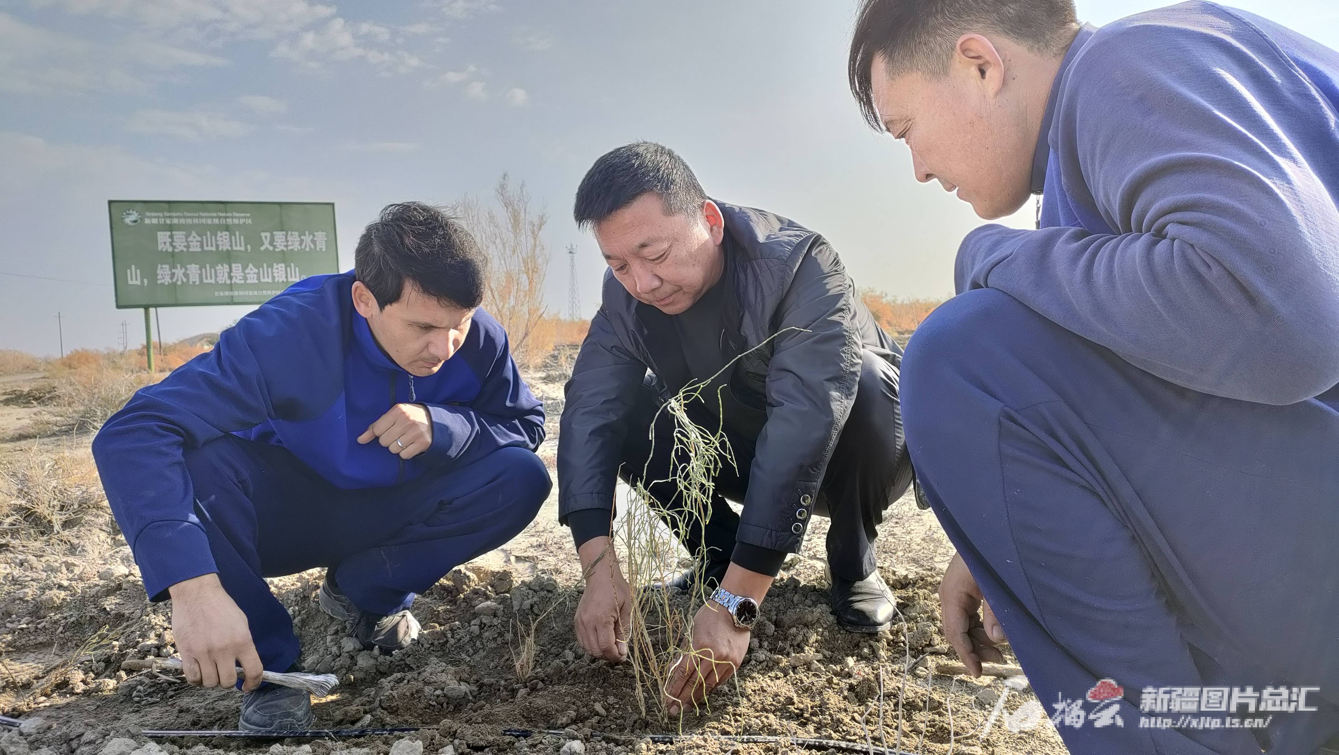 接力护绿41年——探访亚洲最大白梭梭林保护区                