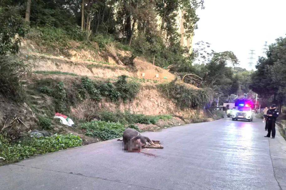 郴州800斤疯牛跑出后顶着屠宰工人一路上山又撞下山，已被击毙                