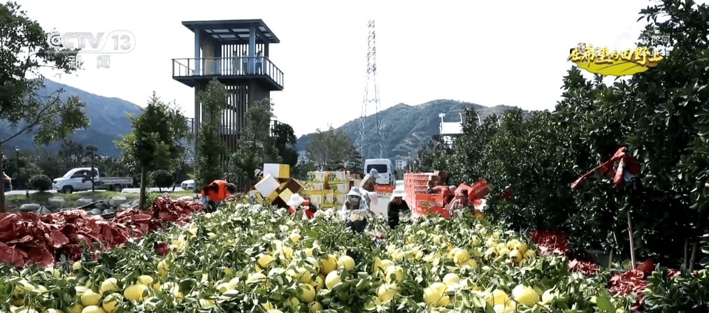 “智”绘“丰”景 穰穰满家 科技赋能为希望的田野绘就稻香金秋                