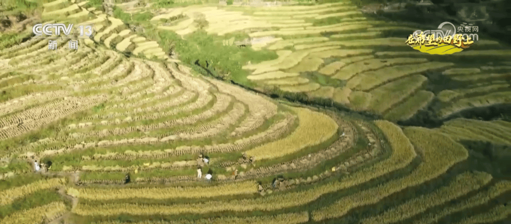 “智”绘“丰”景 穰穰满家 科技赋能为希望的田野绘就稻香金秋                