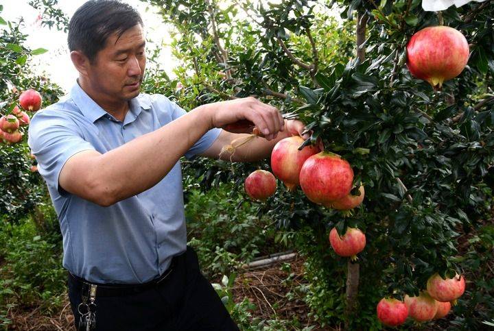 安宁河谷“寻”粮记                