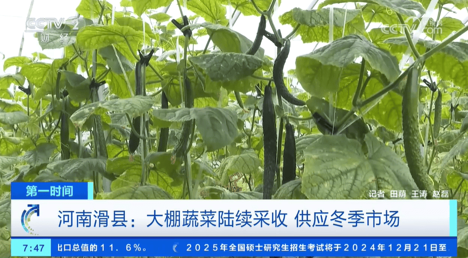 小雪节气 “菜篮子”也丰富 大棚蔬菜上市 冬笋、咸菜正当时                