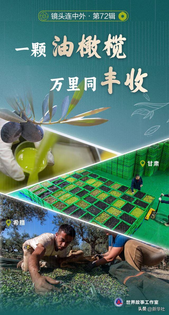 镜头连中外丨一颗油橄榄 万里同丰收                