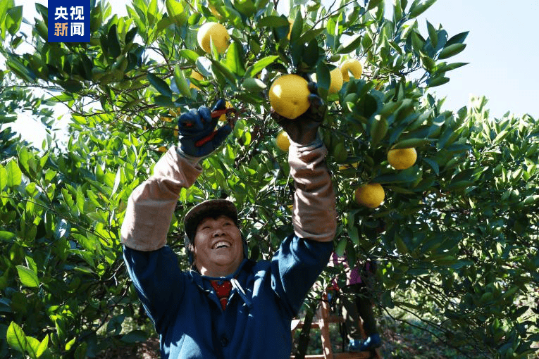 高质量发展调研行丨“山香野果”的“涅槃”重生                