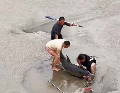 钱塘江再现海豚，疑似之前搁浅那只，救援队已出发                